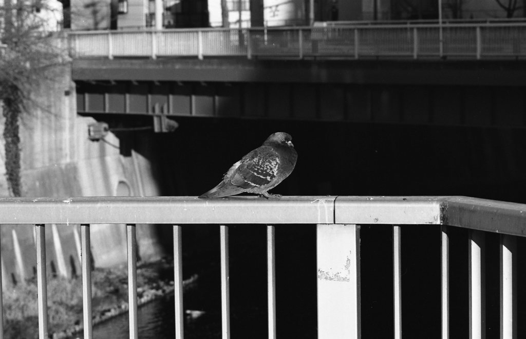 鳩と神田川