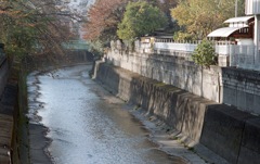 神田川の風景2