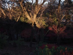 樹皮に焼き付けた自画像3