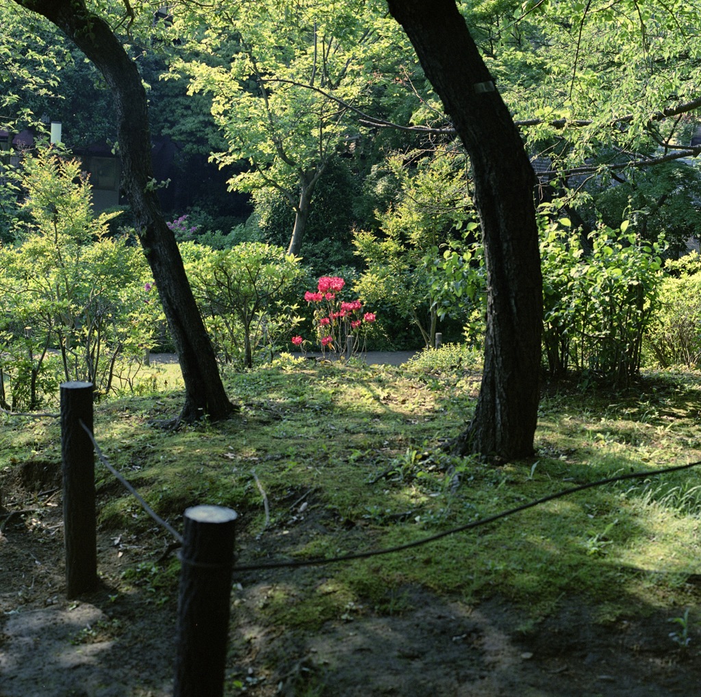 05公園の緑と赤いツツジ