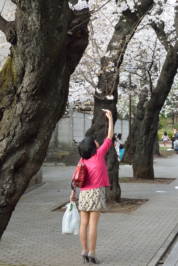 桜にタッチ！