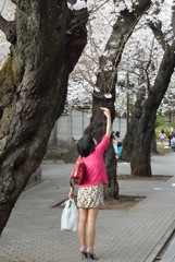 桜にタッチ！