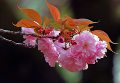 里　桜