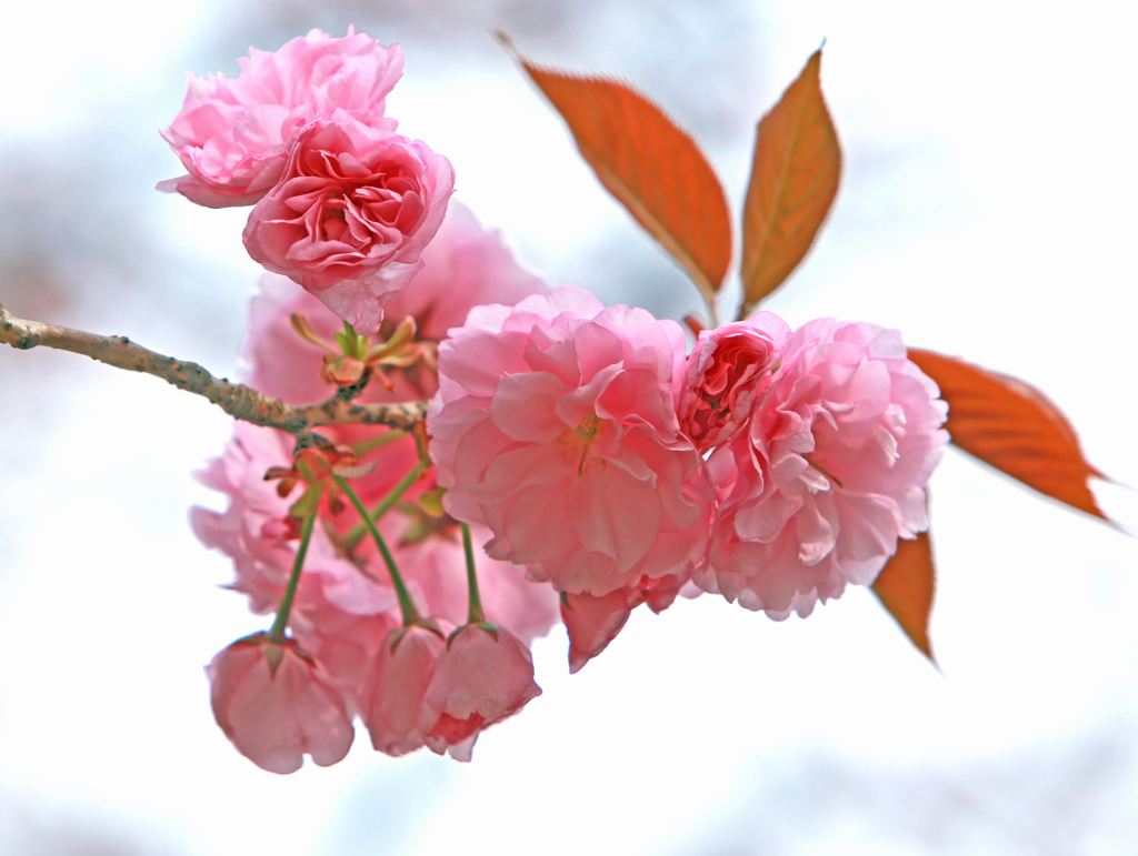 里　桜　２