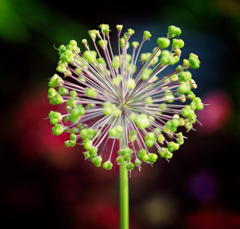 Flower２