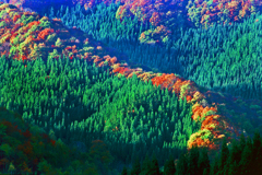 稜線の紅葉