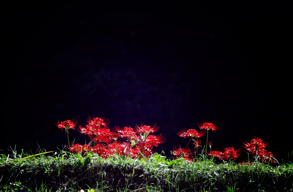 天上の華