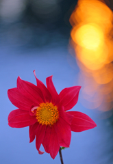 紅い花
