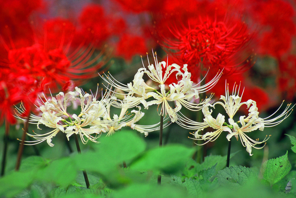 紅白の彼岸花