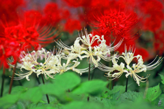 紅白の彼岸花