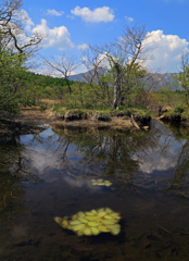 初夏の湿原