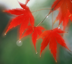 秋　雨