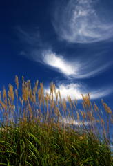 秋の空