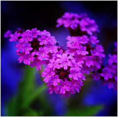 Flower３
