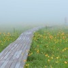 霧の木道