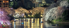 夜桜観覧