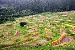 大山千枚田