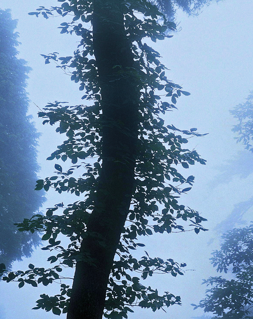 霧のベールに包まれて