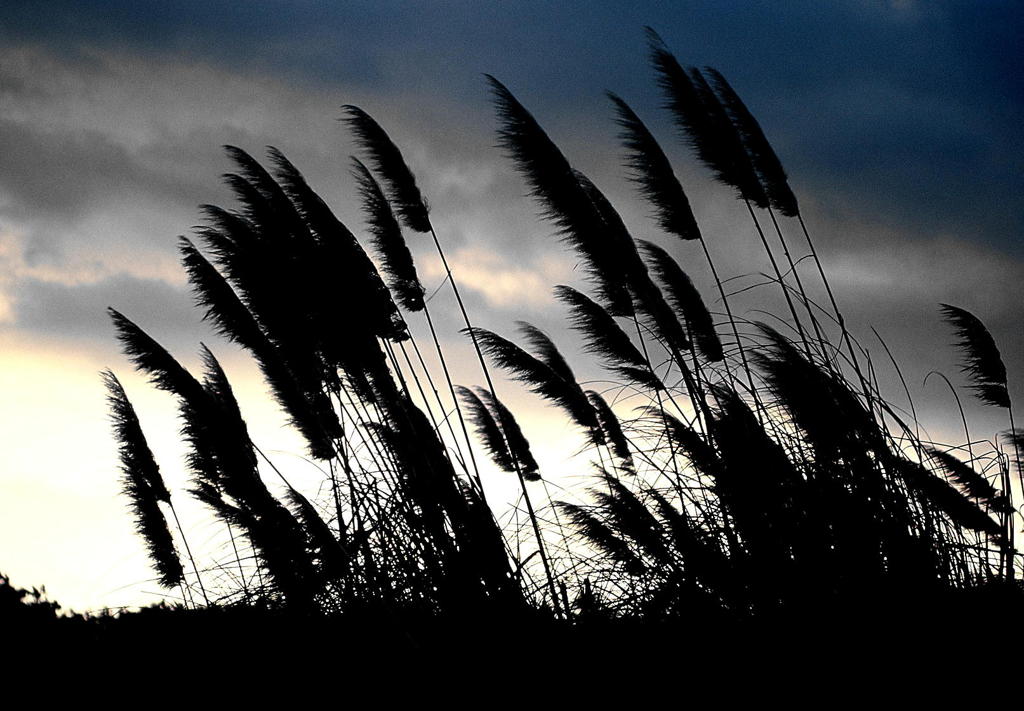 兆　候　(きざし)