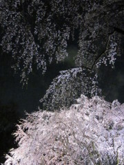去年のしだれ桜