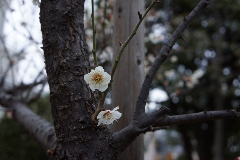 仙台掘り公園の梅