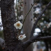 仙台掘り公園の梅
