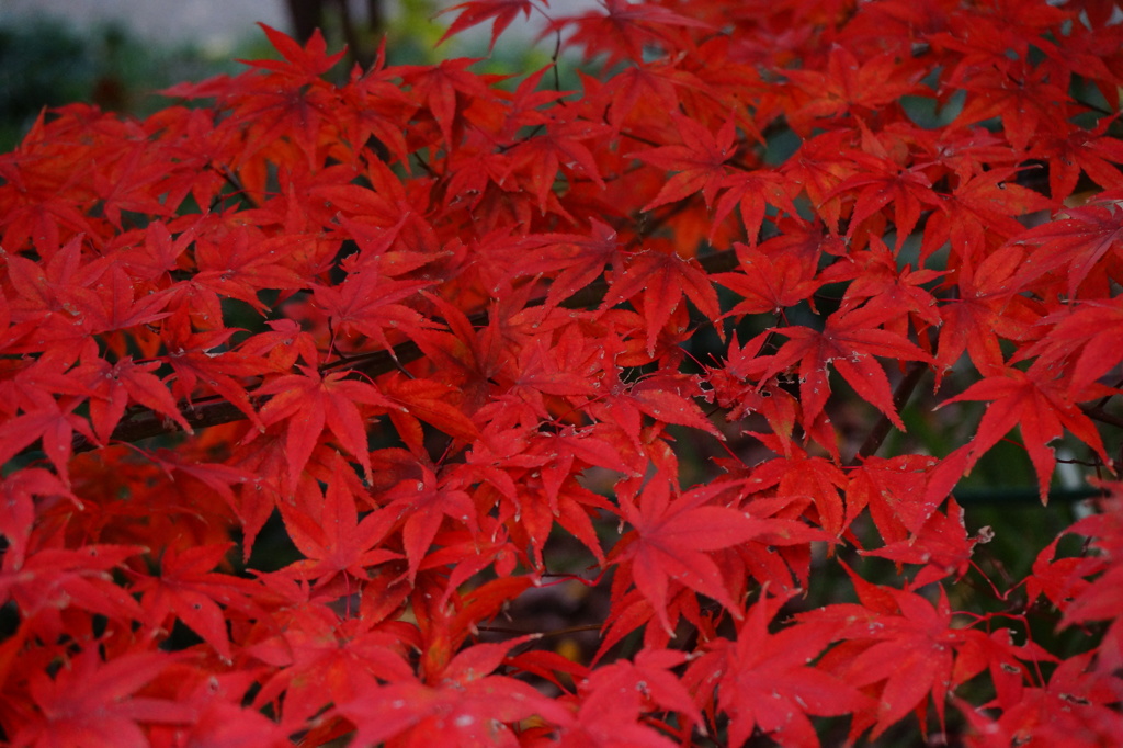 紅いモミジ