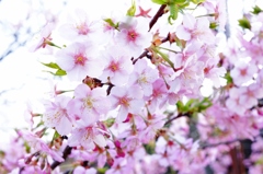 新宿御苑　河津桜