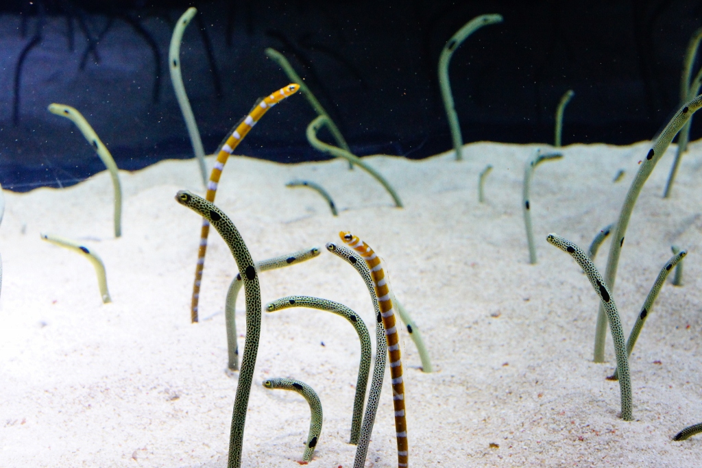水族館　６　ガーデンイール
