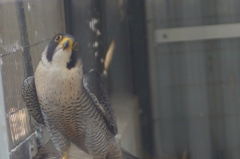 空のウサイン・ボルト　でも可愛いでしょ。