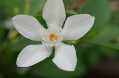 ホームセンターの花５　迫ってくると突き刺すよ
