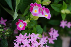 花壇の花　ピンク