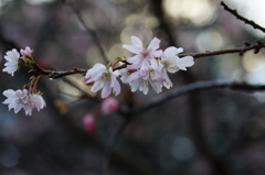 十月桜