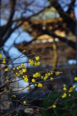蝋梅と５重の塔　上野東照宮