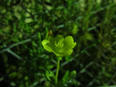 宵待ち草？（２）
