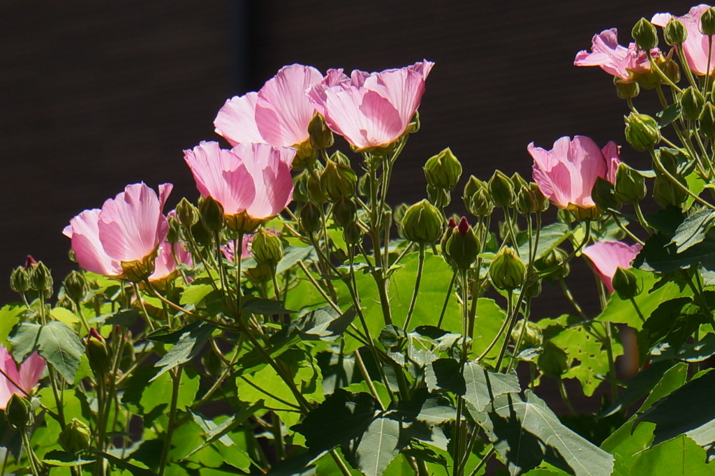 薄いふじむらさきの花