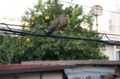 飛鳥山のキジバト