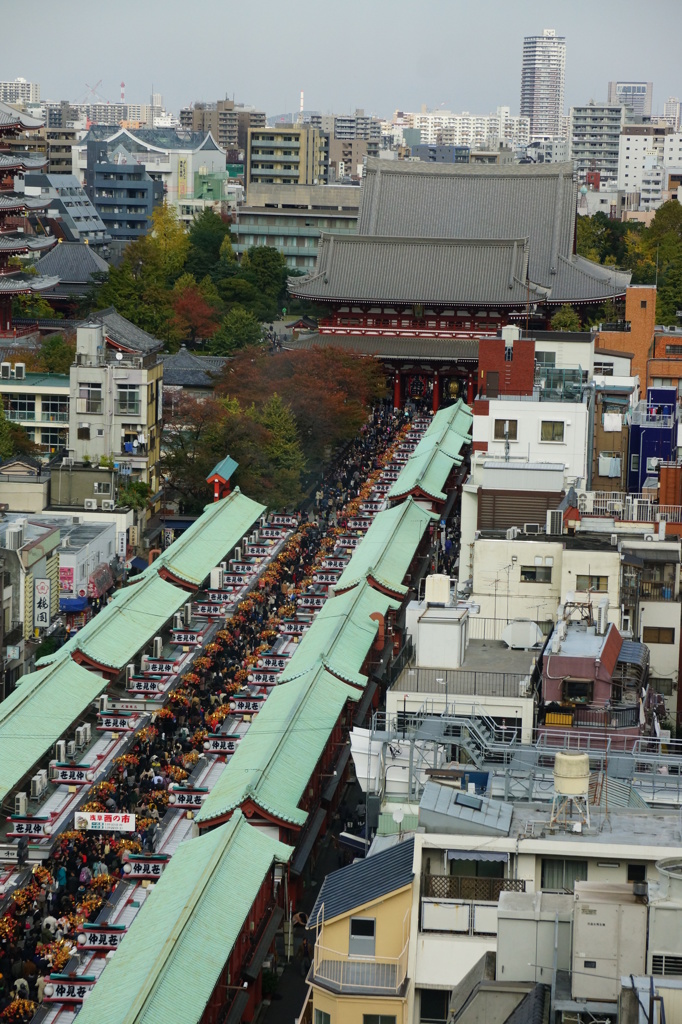 アリの道