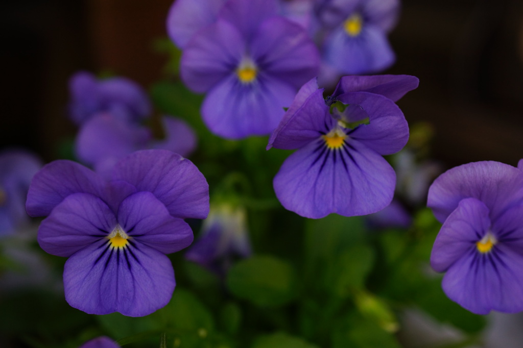 可愛いお花２