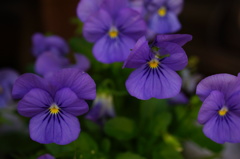 可愛いお花２