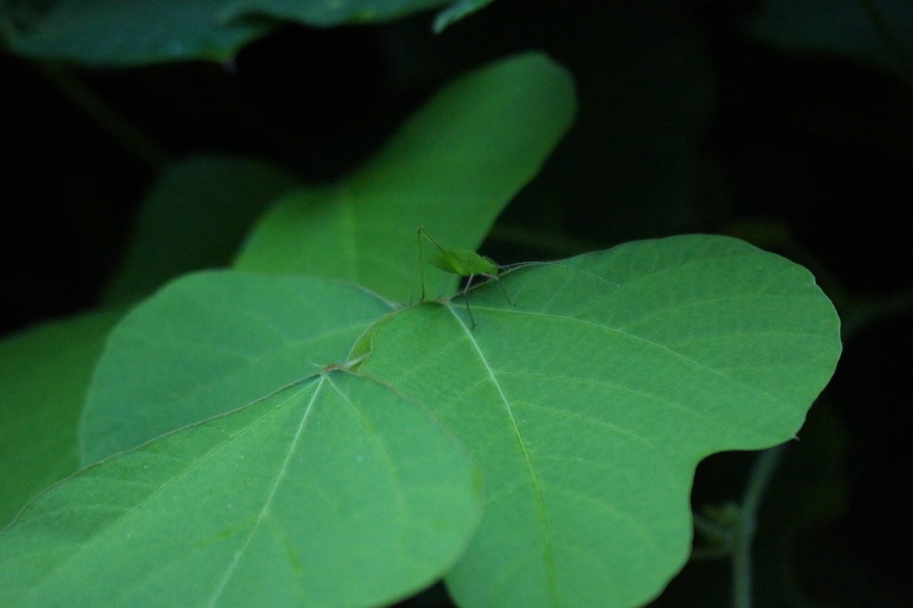 百花園　虫の音を聞く会