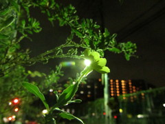 宵待ち草？（１）