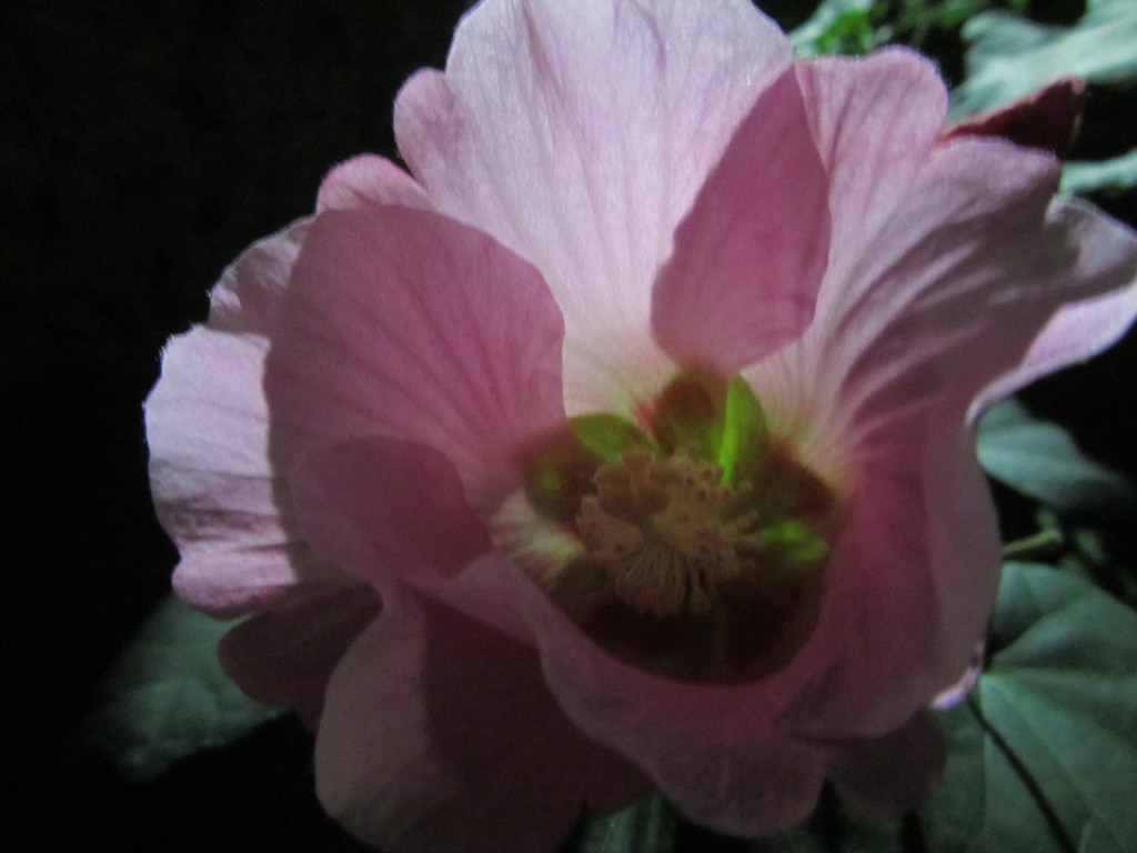 夜の花