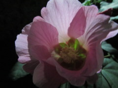 夜の花