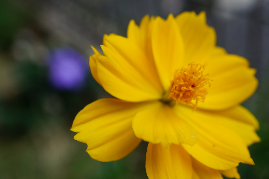 草原に咲く１輪の花