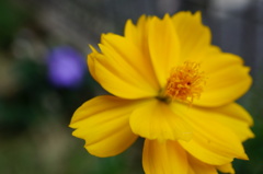 草原に咲く１輪の花