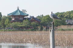 上野池の端から浅草辺りをご案内しますです