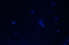 水族館　４　クラゲの赤ちゃん