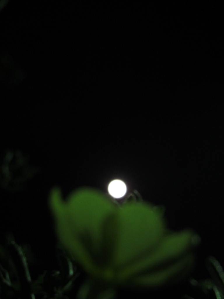 月見草に月を　（１）