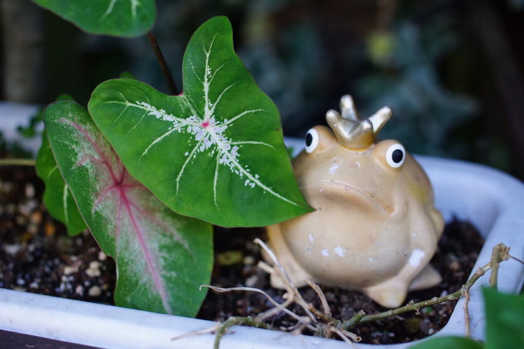 主役の座はこのカエル王が